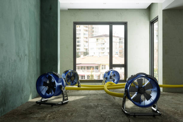 Best Mold removal after water damage  in St Paris, OH